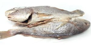Fresh Croaker Fish