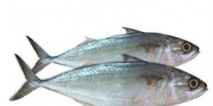 Fresh Mackerel Fish