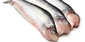 Fresh Pabda Fish