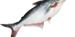 Fresh Pangasius Fish