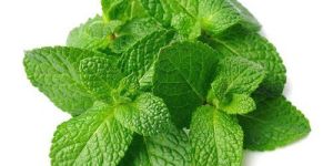 Fresh Mint Leaves