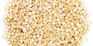 Quinoa Seeds