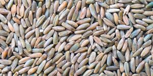 Rye Seeds