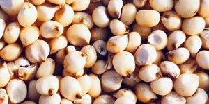 Sorghum Seeds