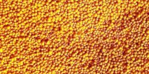 Immunity Booster Pellets