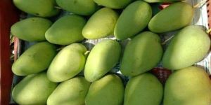 Mango Fruit