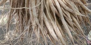 Dried Shatavari Root