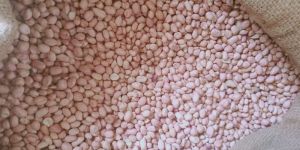 Groundnut Seeds