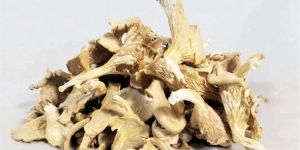 Dry Oyster Mushroom