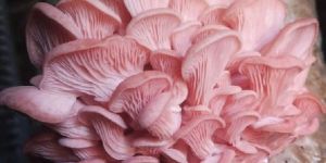 Pink Oyster Mushroom