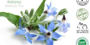 Borage Carrier Oil