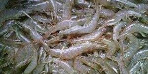 Fresh Vannamei Prawn