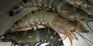 Fresh Black Tiger Shrimp