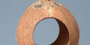 Coconut Two Hole Bird Feeder