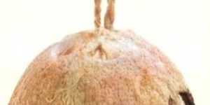 Three Hole Coconut Bird Feeder