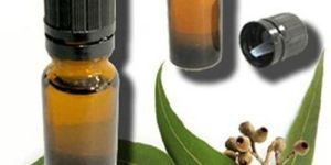 Eucalyptus Oil