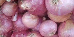 Fresh red onion .