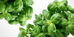 Basil Flavour