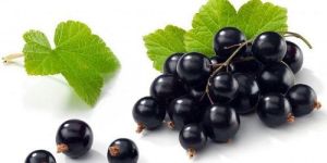 Blackcurrent Flavour