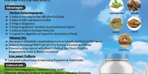 Ruman Herbs Supplement