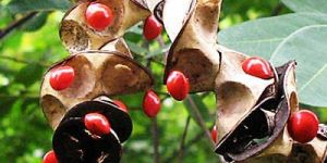 Adenanthera Pavonina