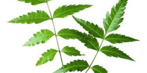 Neem Leaves