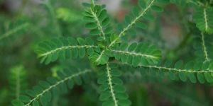 Phyllanthus Amarus Leaves