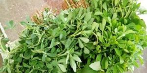 Fenugreek Leaves