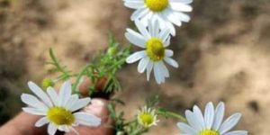 Fresh White Chamomile Flower