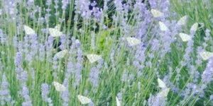 Kashmiri Lavender Oil