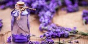 Lavandula Angustifolia Oil