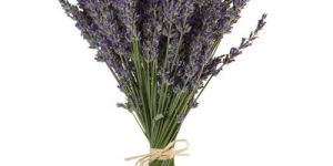 Lavender Bunch