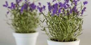 Lavender Plant