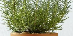 Rosemary Plant