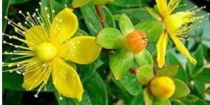 St JohnS-Wort Plant