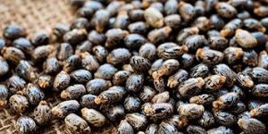 Raw Castor Seed