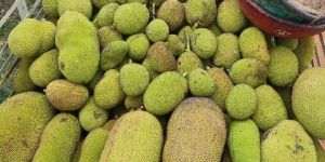 Jack Fruit