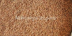 Indigofera Tinctoria Seeds