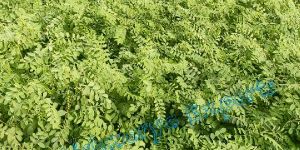 Natural Indigo Leaves Raw