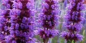 Hyssop Oil