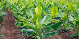 Banana Tissue Culture Plant