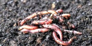 Red Live Earthworm