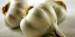 Garlic Extract
