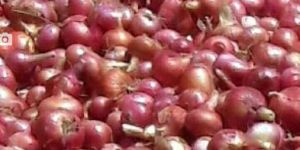 Onion Red Organic