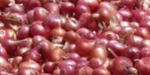 Organic Onion Red