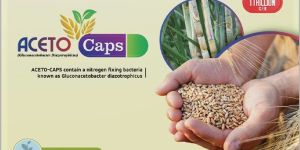 Aceto- Acetobacter-Bio Fertilizer