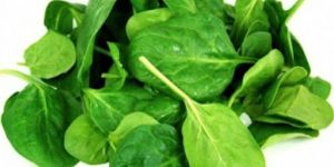 Fresh Spinach Leaves