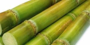 Fresh Sugarcane