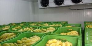 Fruits Ripening Chamber