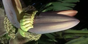 Banana Flower